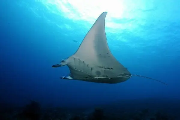 Manta Ray Cleaning Stations Palau