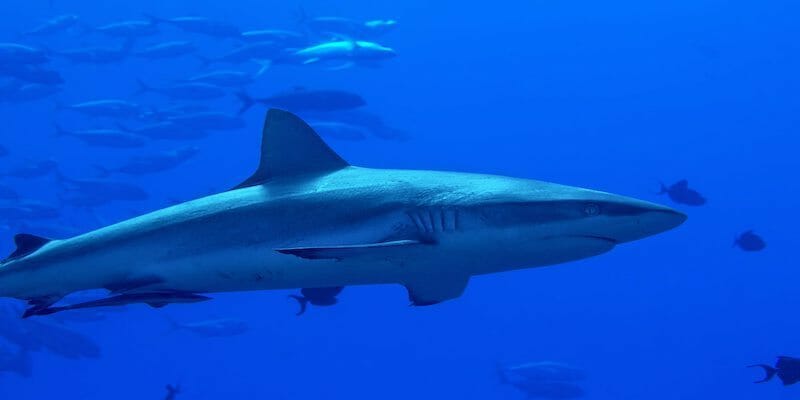 grey reefshark north of palau