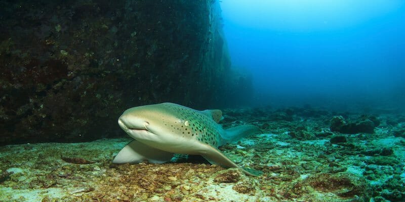 The Palau Shark Sanctuary And 3 Shark Species In Palau You Will The Palau Shark Sanctuary And 3 Shark Species In Palau You Will