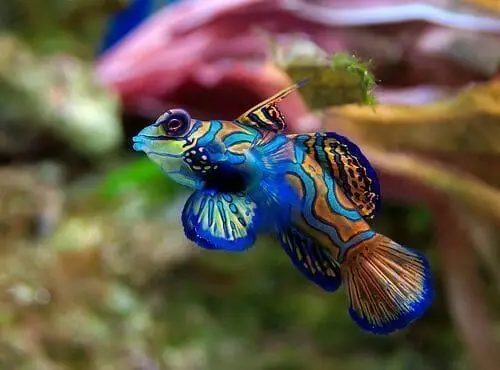 Manderin reef fih in Palau