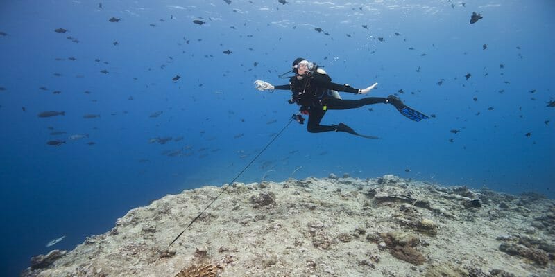 reef hook diving palau