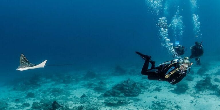 Dive New Drop Off & Drift along the Wall of Fame in Palau | Palau Dive ...