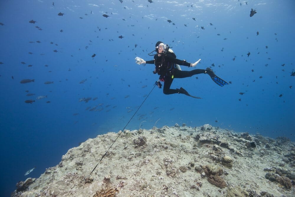 reef hook diving blue corner palau