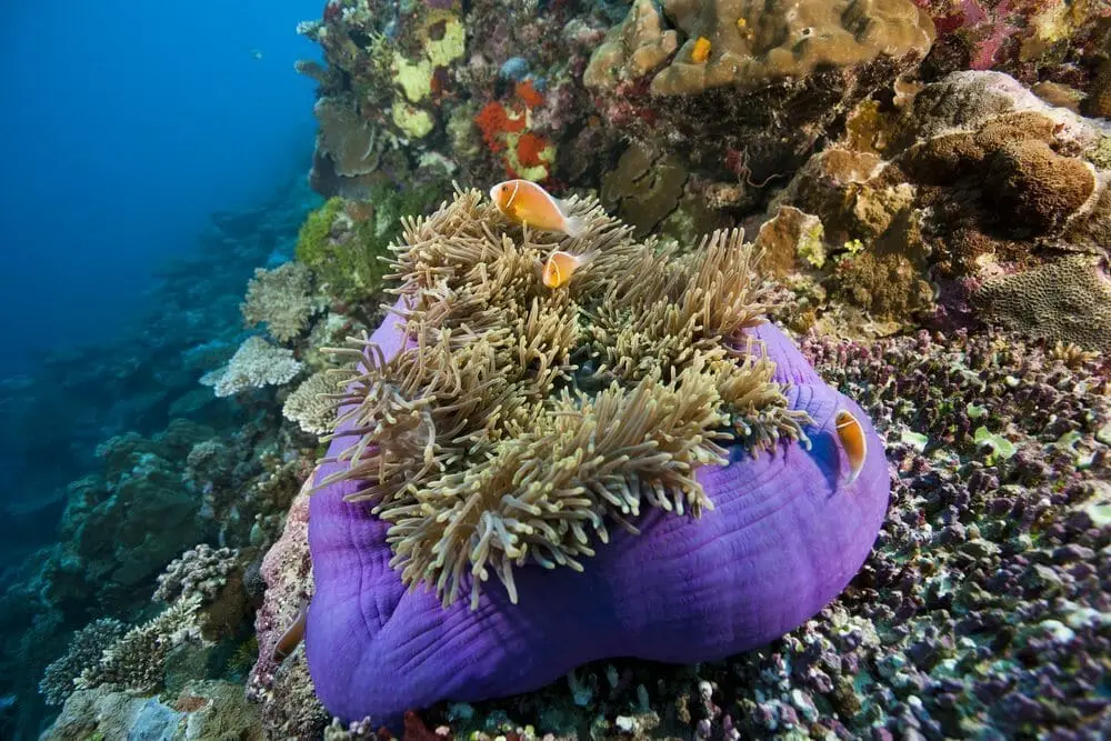 ulong channel palau