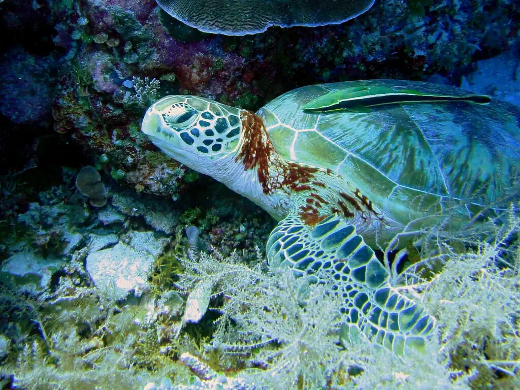 turtle sias corner palau