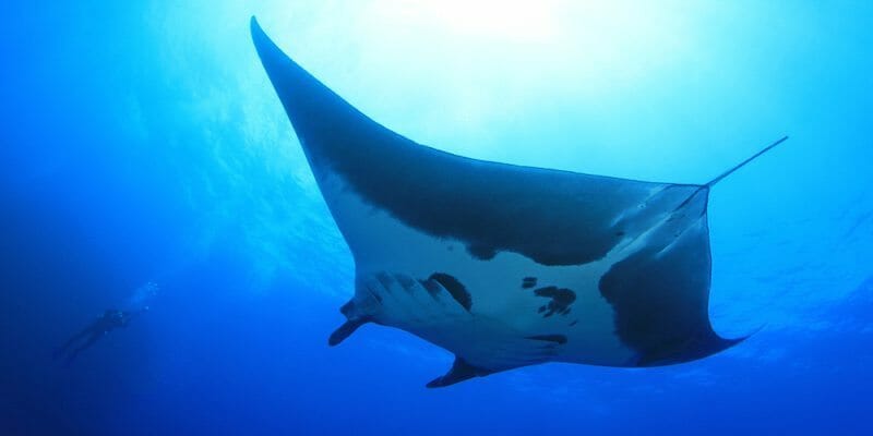 manta ray dive big island