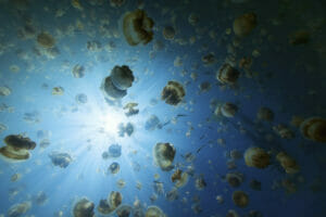 Jellyfish Lake Palau