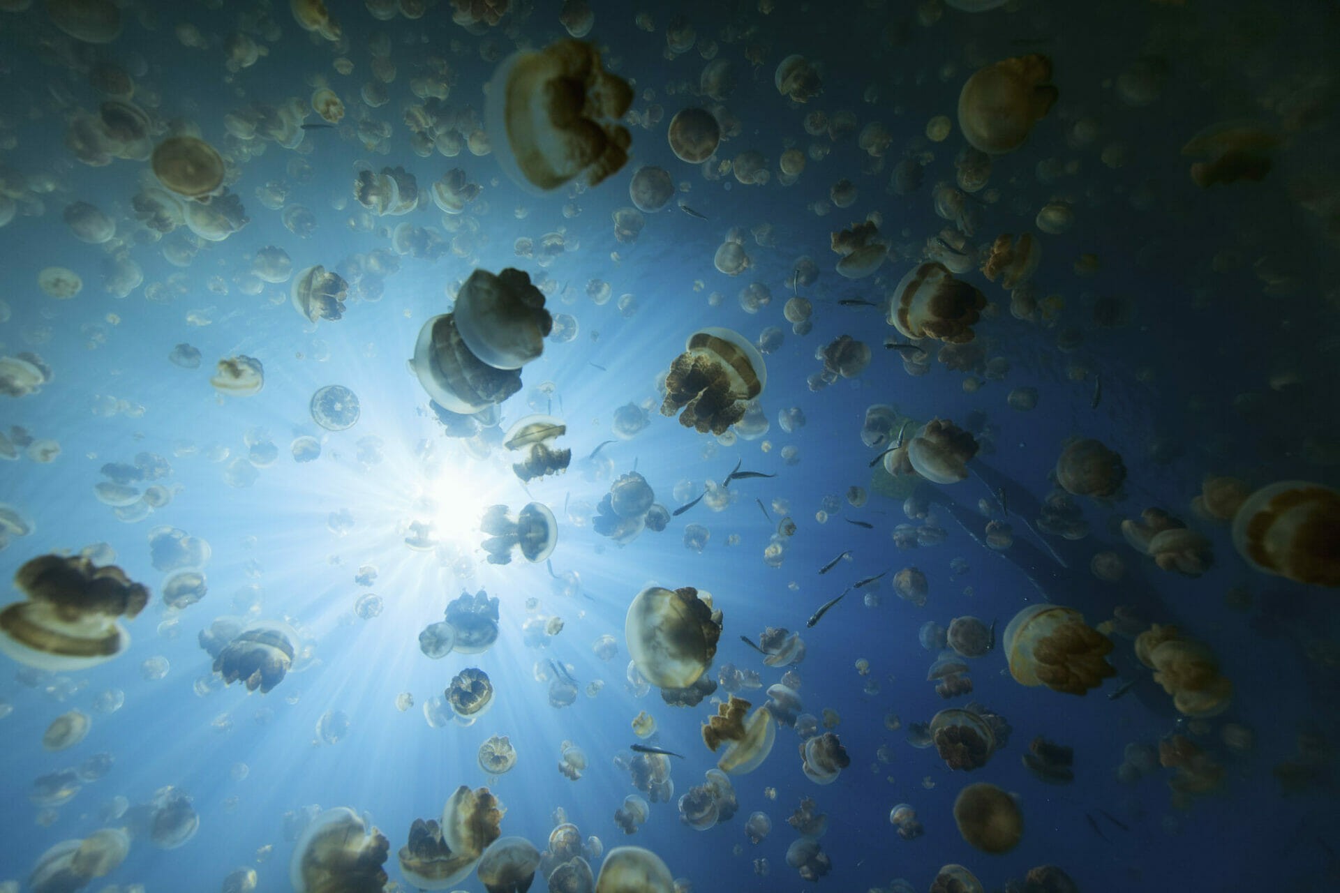 Jellyfish Lake Palau