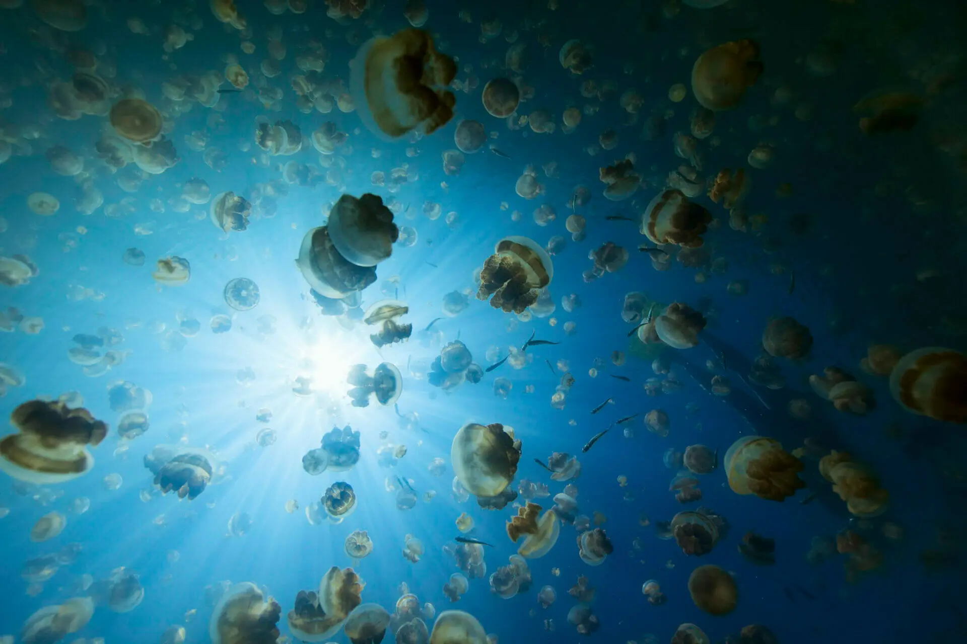 Jellyfish Lake Palau