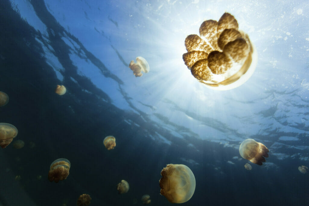 Jellyfish Lake
