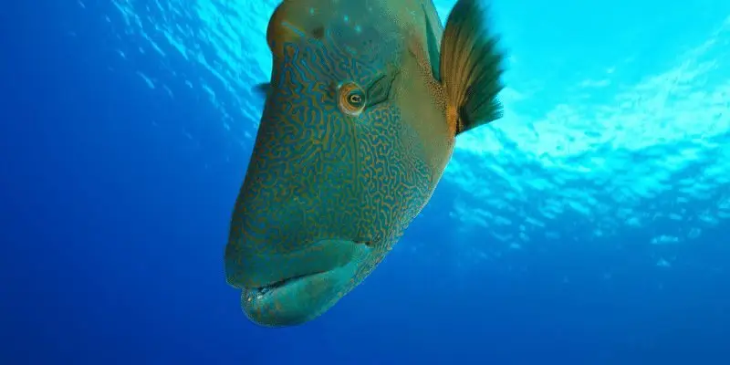 new drop off Napoleon Wrasse