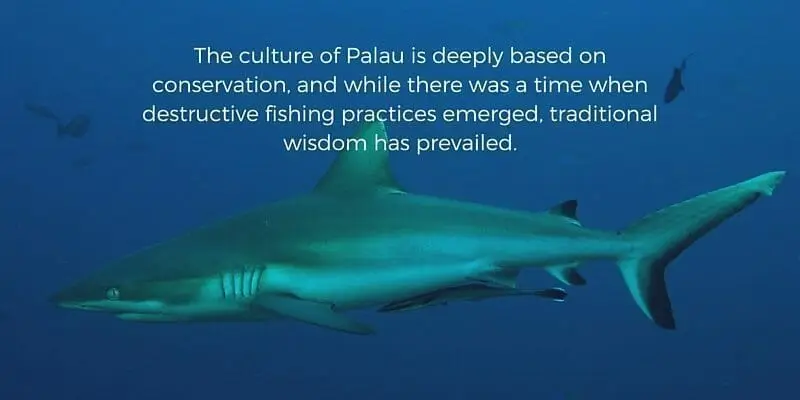 palau marine sanctuary