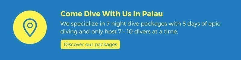 discover our palau dive packages