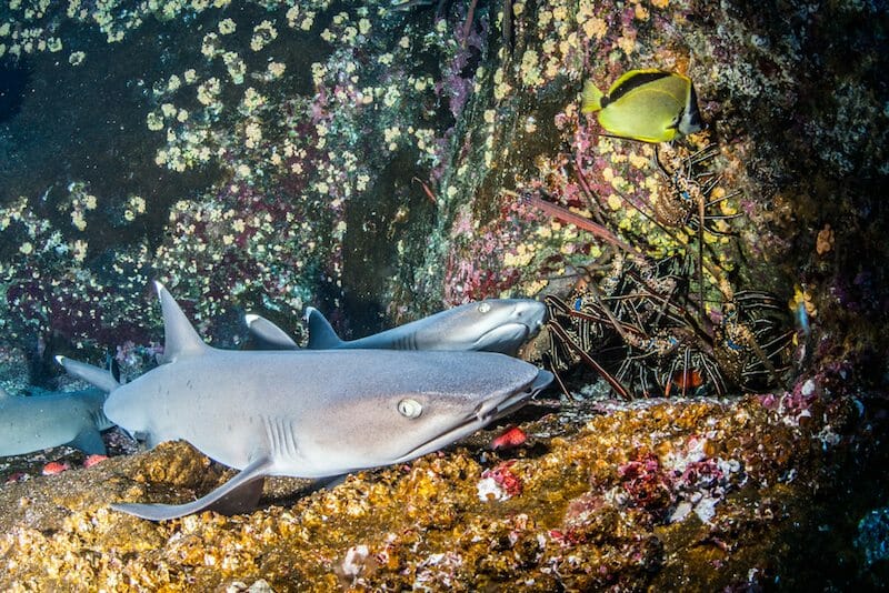 whitetip reefshark