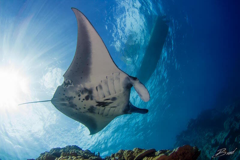 manta ray palau