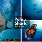 Palau shark sanctuary