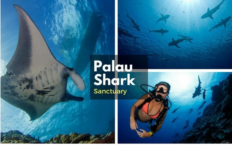 Palau shark sanctuary