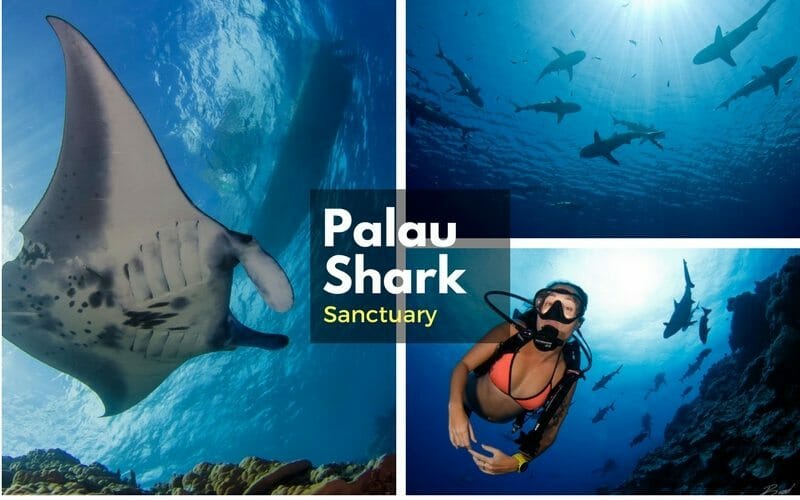 Palau Shark Sanctuary Shark Species You ll See Diving Palau Shark Sanctuary Shark Species You ll See Diving
