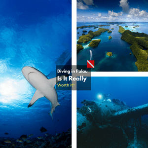 Is a Diving Trip to Palau Really Worth It?
