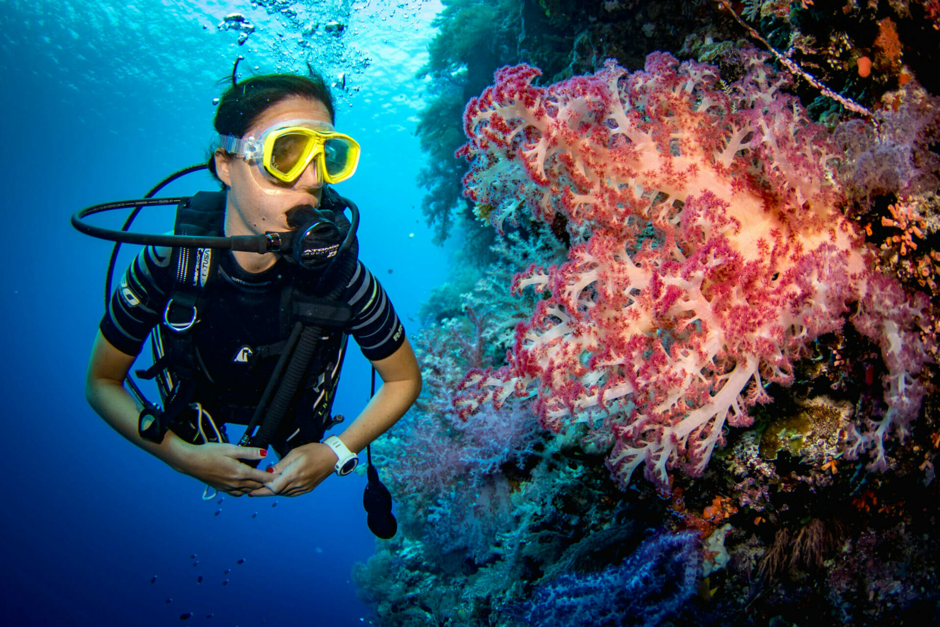 wall dive palau with pink soft coral