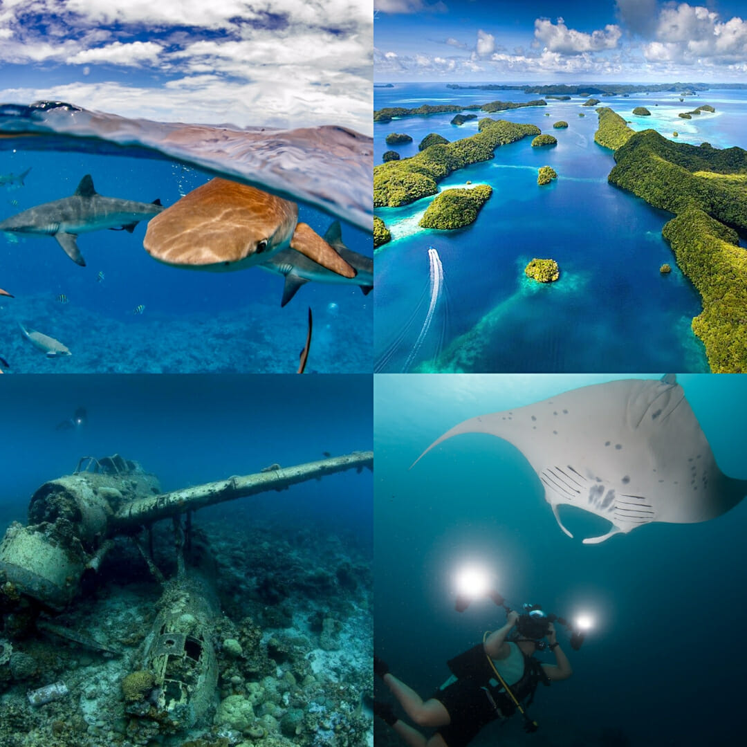 dive palau