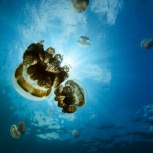Jellyfish lake Palau