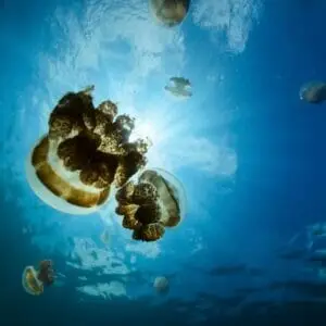 Jellyfish lake Palau