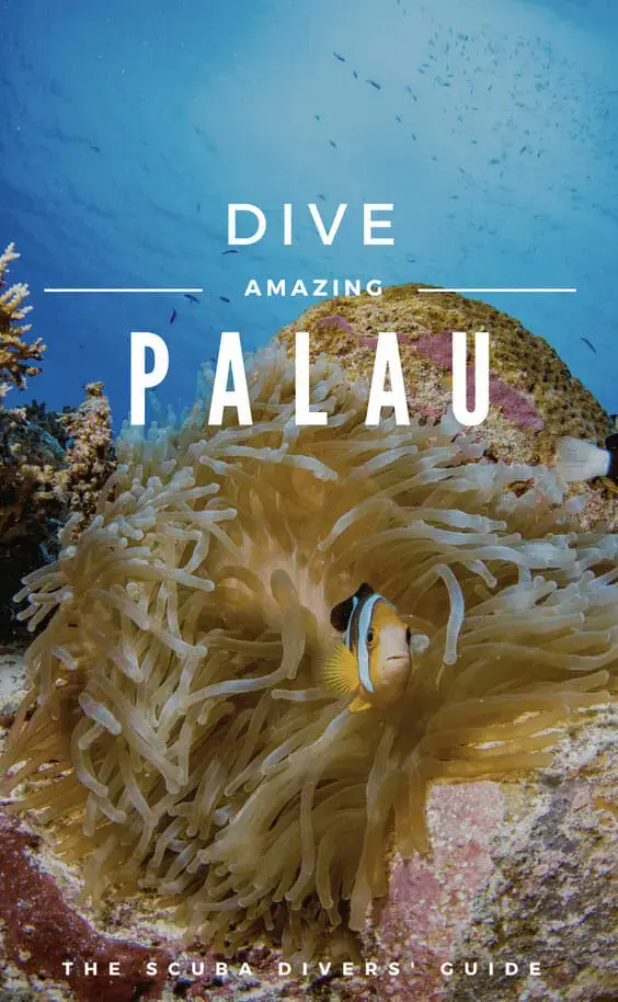 palau dive download img