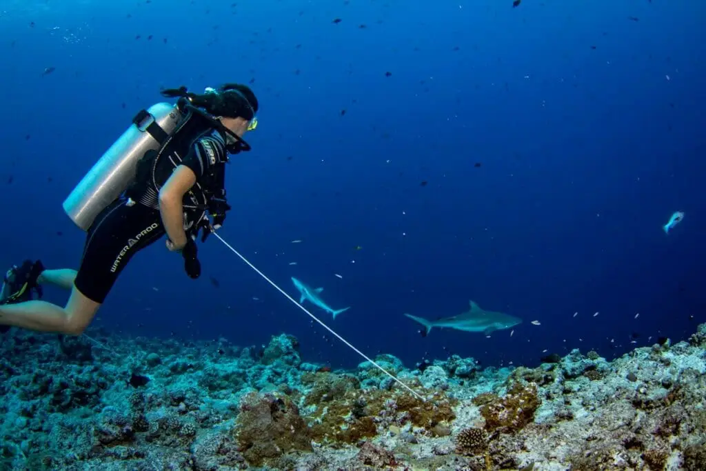 Hooked in at the Plateau on Blue Corner Sharks Patrolling