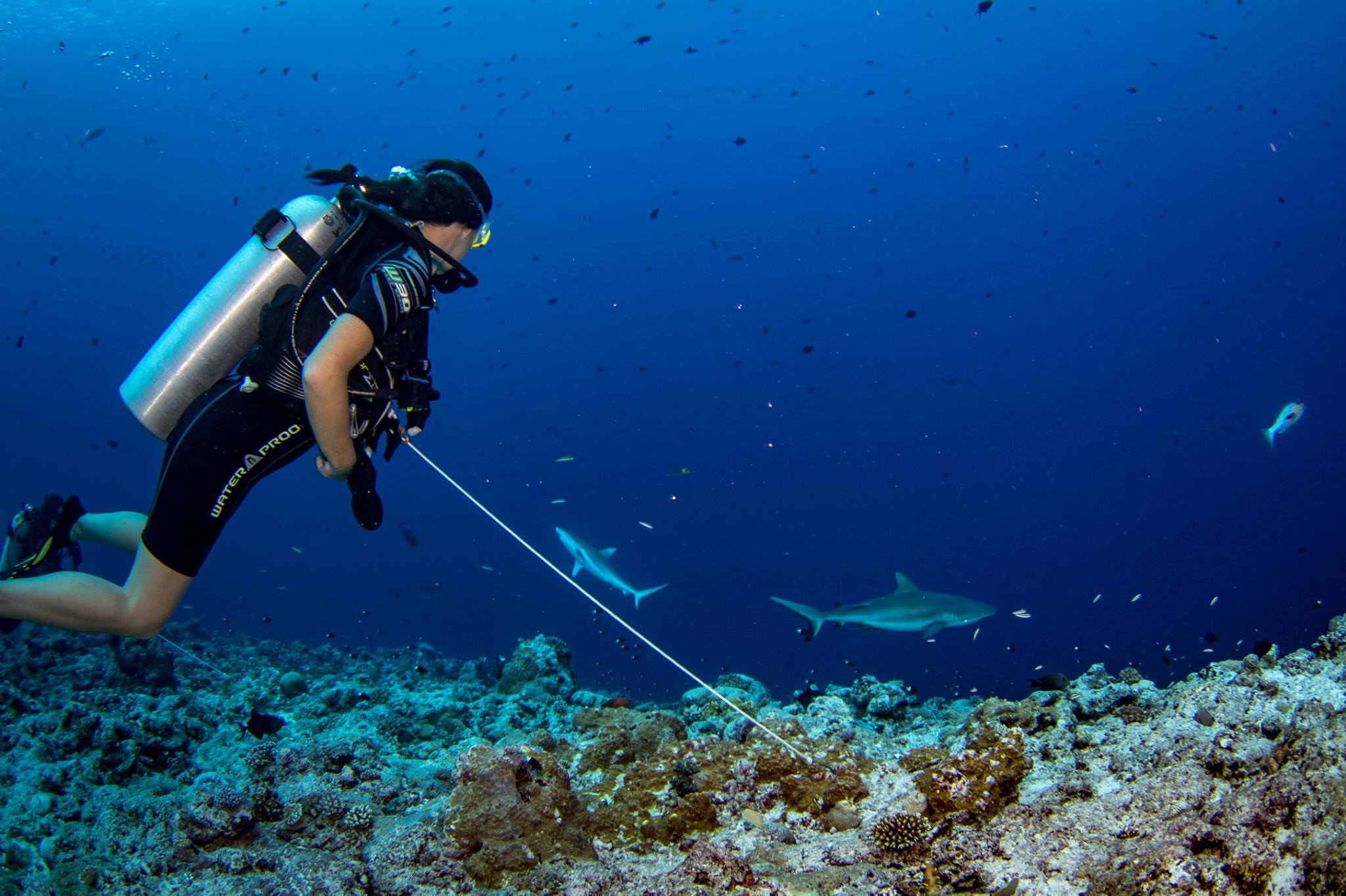 Dive Palau, The Ultimate Guide Palau Dive Adventures