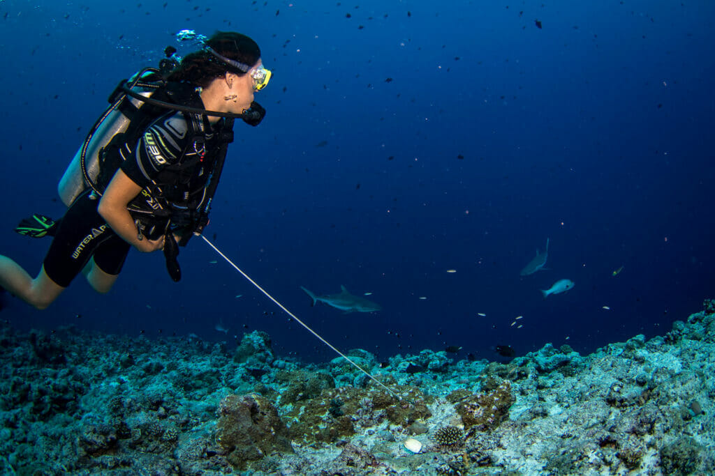 reefhook at blue corner Palau