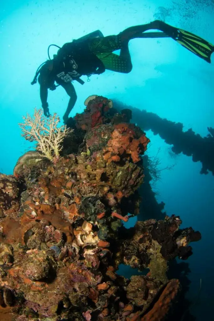 coral on ww2 shipwreck palau